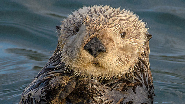 a sea otter
