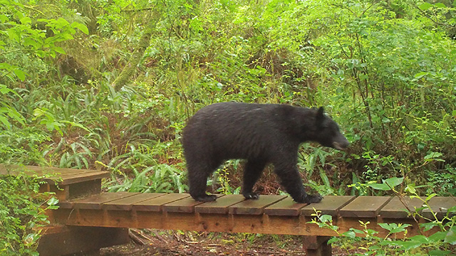 A bear