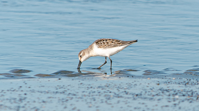Bird on a beach