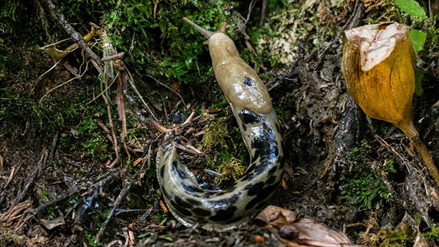 A banana slug