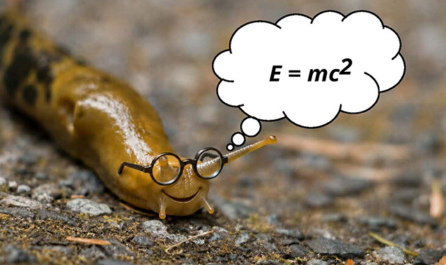 A banana slug, and the equation E=mc squared