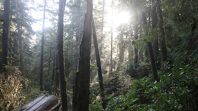 A rainforest