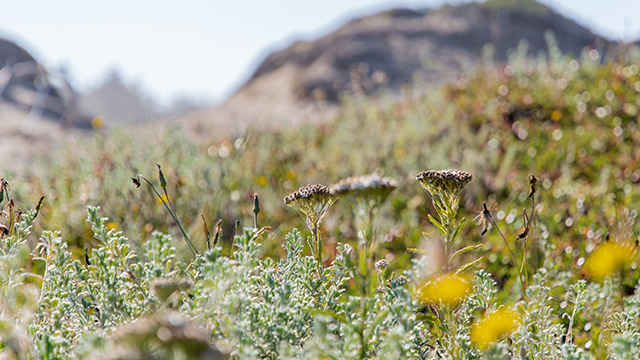 Sand dune covered in vegetation.