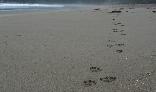 Bear tracks on a beach
