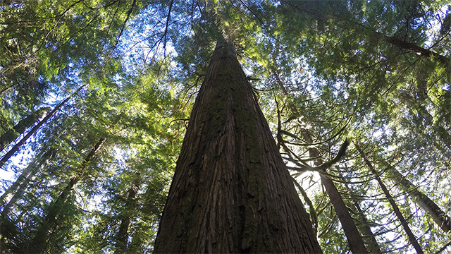 Large tree