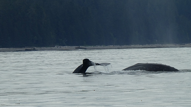 Humpback whale tale