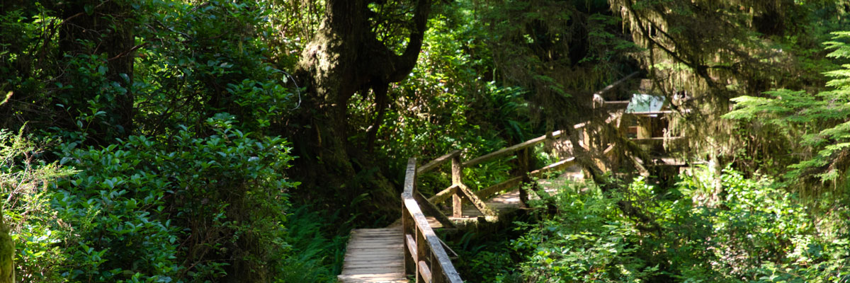 Sentier de promenade dans la forêt