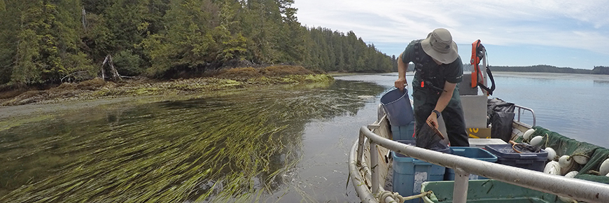 Parks Canada staff on boat working in an eelgrass meadow