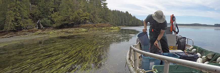 Un employé de Parcs Canada travaille sur un bateau au milieu d’un herbier de zostère