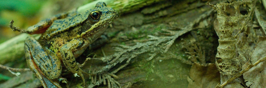 Grenouille à pattes rouges bien camouflée