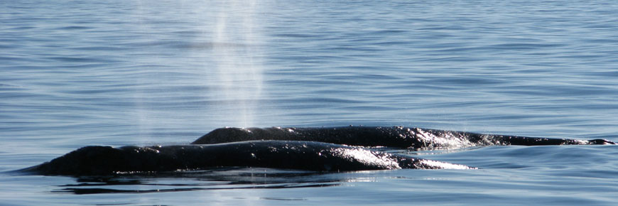 Two grey whales surfacing to breathe