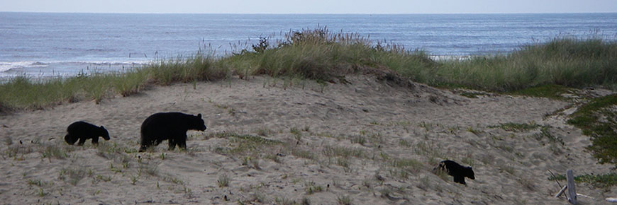 Mother bear and two cubs