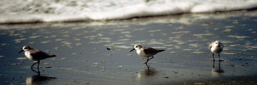 Sanderlings feeding in surf