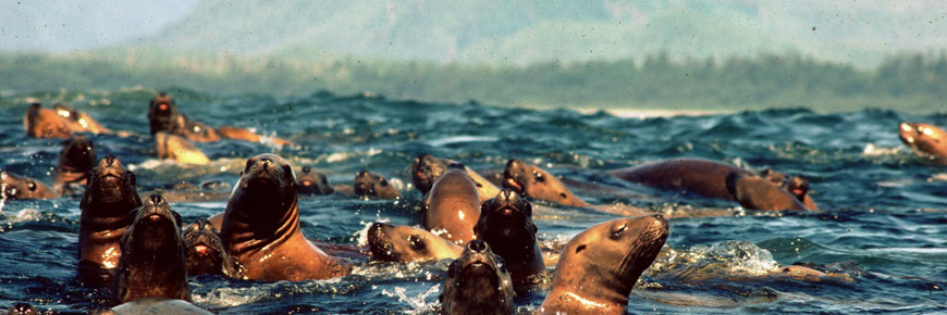 Many curious Steller Sea lions