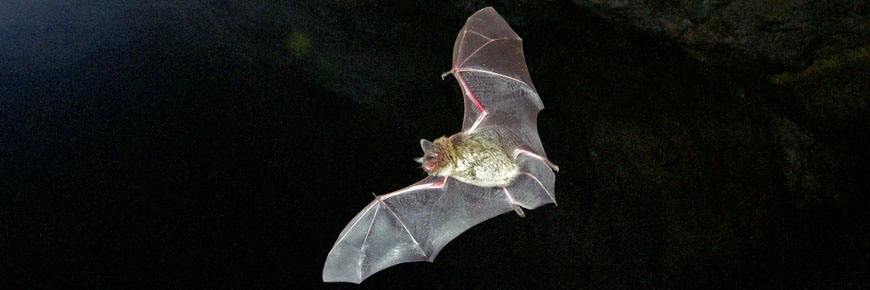 Chauve-souris solitaire en vol