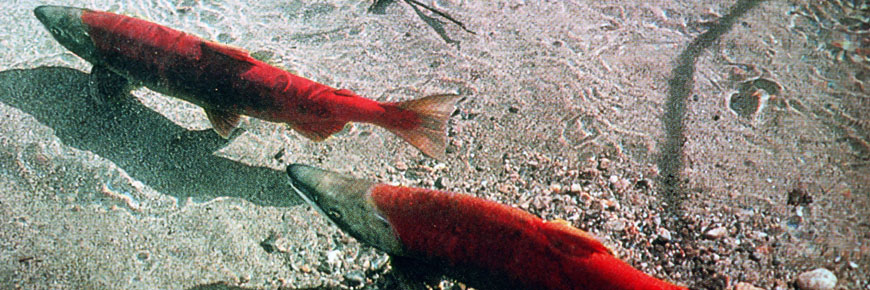 Deux saumons sockeye