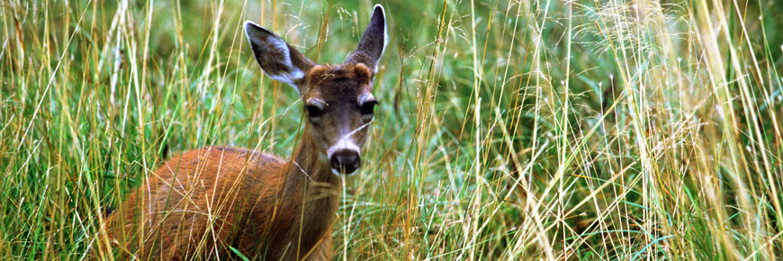 Cerf couché dans l’herbe