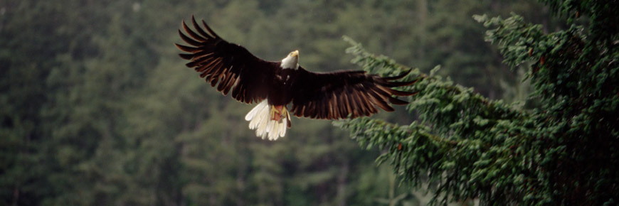 Single eagle flying
