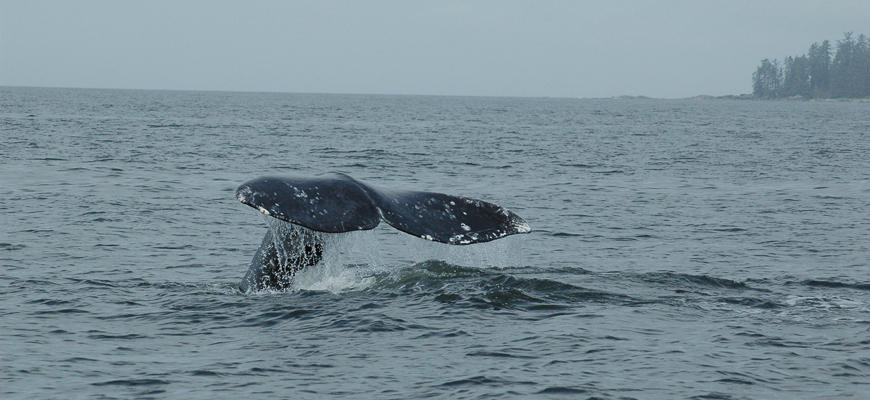 Queue de baleine grise à la surface de l’océan.