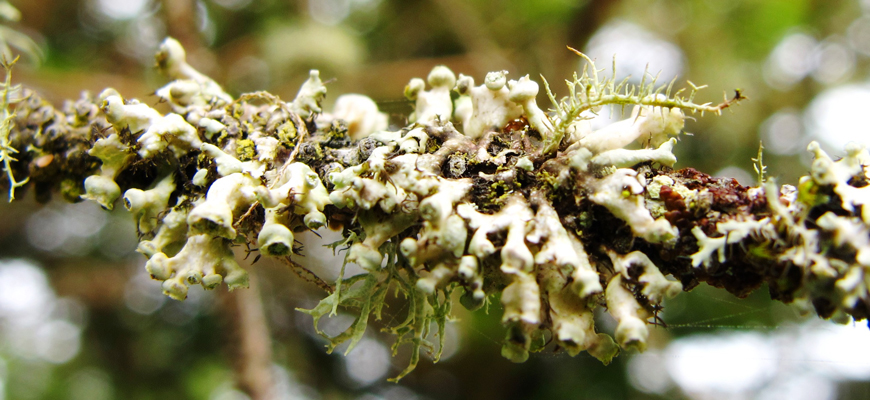 Lichen sur une branche d’arbre