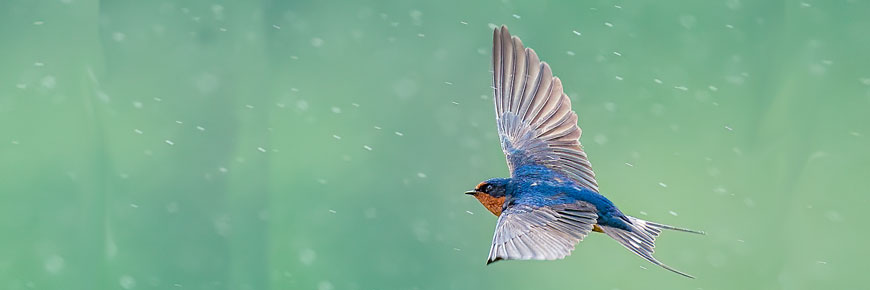 Barn Swallow in flight