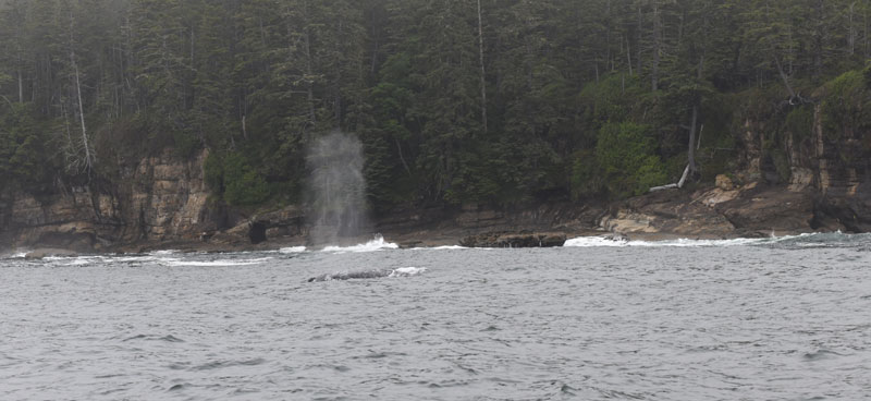 A Grey whale’s tale fluke on the surface of the ocean. The blow of a grey whale on the surface of the ocean.