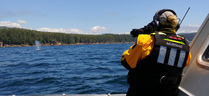 Scientist taking photos of a grey whale from a boat.