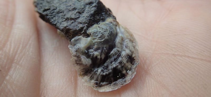 small oyster attached to a rock on the palm of a hand.