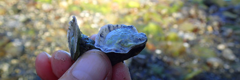 small Olympia oyster on the tips of the thumb and finger.