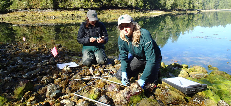 Two Parks Canada marine ecologists on the intertidal rocks monitoring for Olympia Oysters.