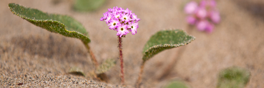 Pink Sand-verbena plants in the sand.