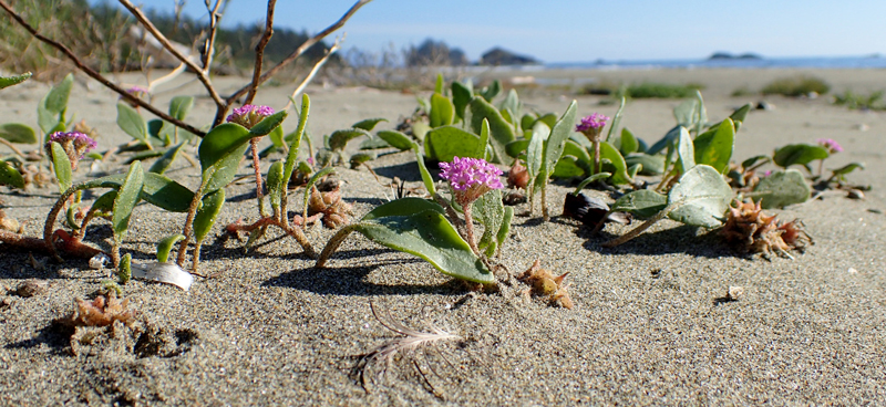 Flowering plants in the sand with coastline in the background
