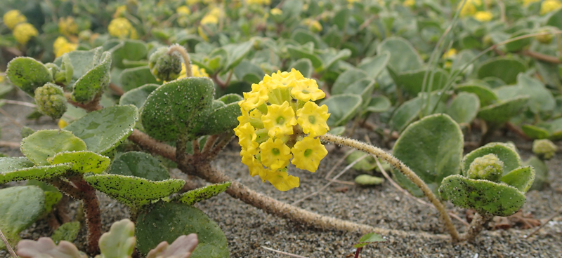 Yellow Sand-verbena flower in the sand with its green leaves surrounding it.