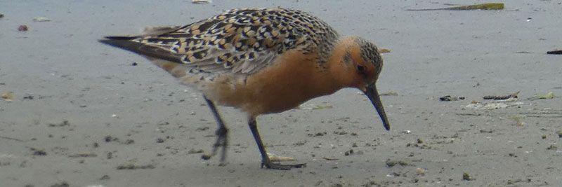 bird pecking at the sand