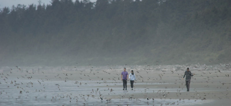 3 people walking down beach with shorebirds all around them