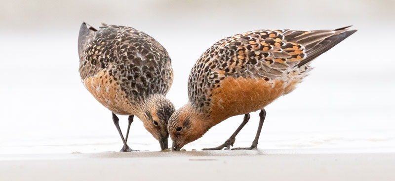 Deux oiseaux de rivage se nourrissent sur le sable.