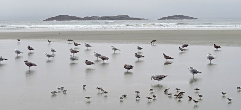 shorebirds on the beach with the ocean and islands in the back ground