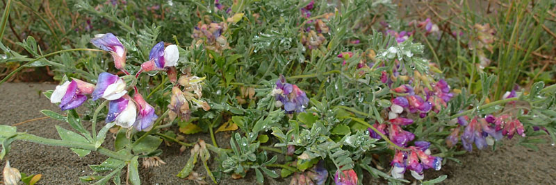 Flowering Silky Beach Pea plant in the sand.