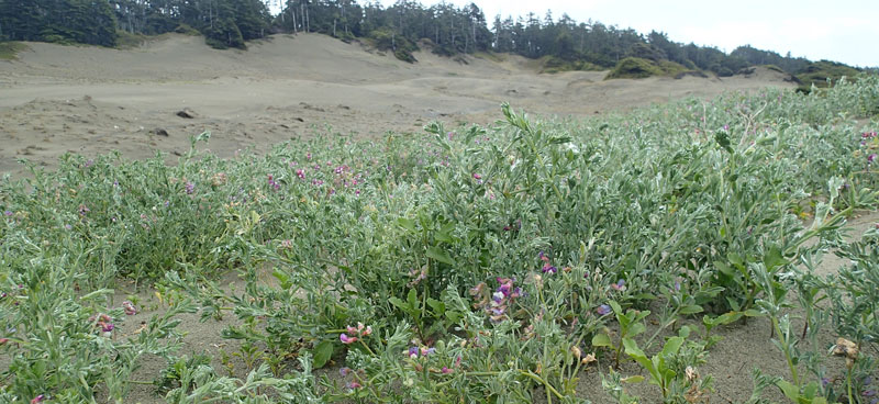 Plantes en fleurs sur les dunes d’une berge.