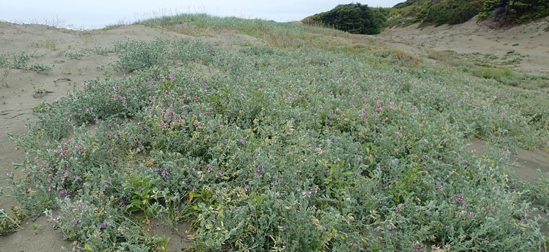 plants growing on sand dunes.