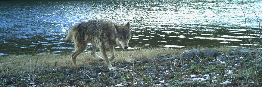 A single wolf walking towards trail camera at edge of river