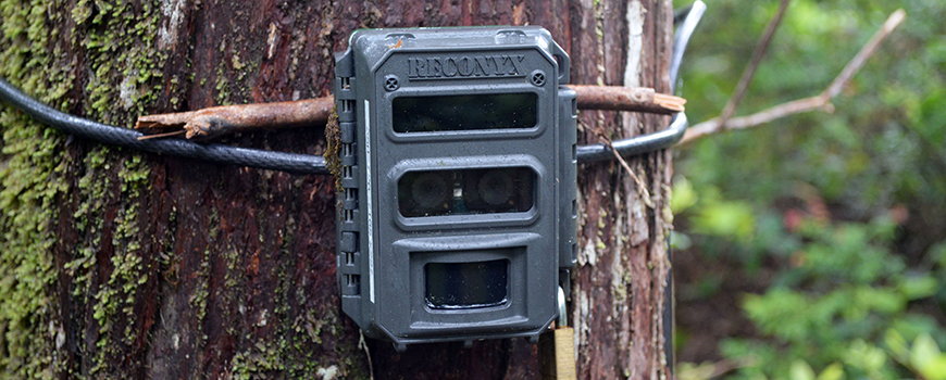 Gros plan d’une caméra de sentier fixée à un tronc d’arbre couvert de mousse