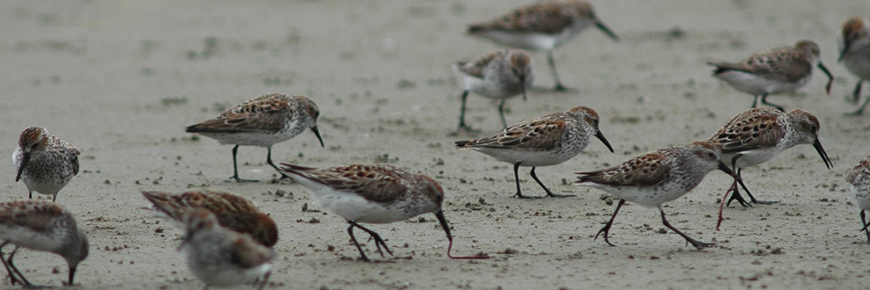shorebirds feeding on a beach