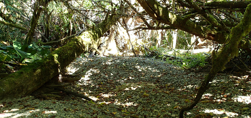 One of the salmon-bearing Cheewaht Lake tributaries during summer months. Water goes subsurface because of excessive amount of sand and gravel in the stream-bed.