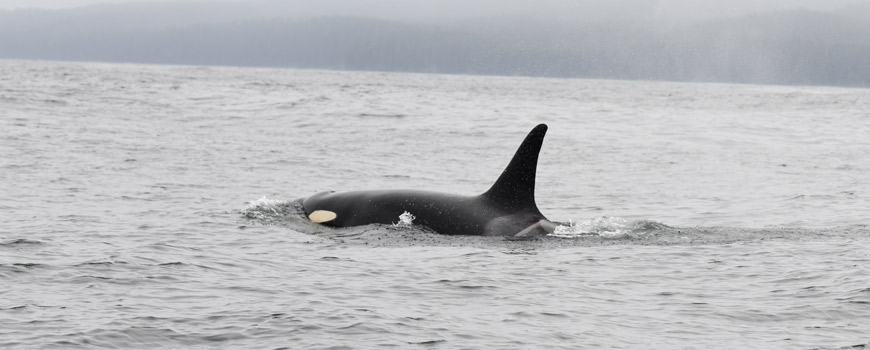 Southern Resident Killer Whale surfacing