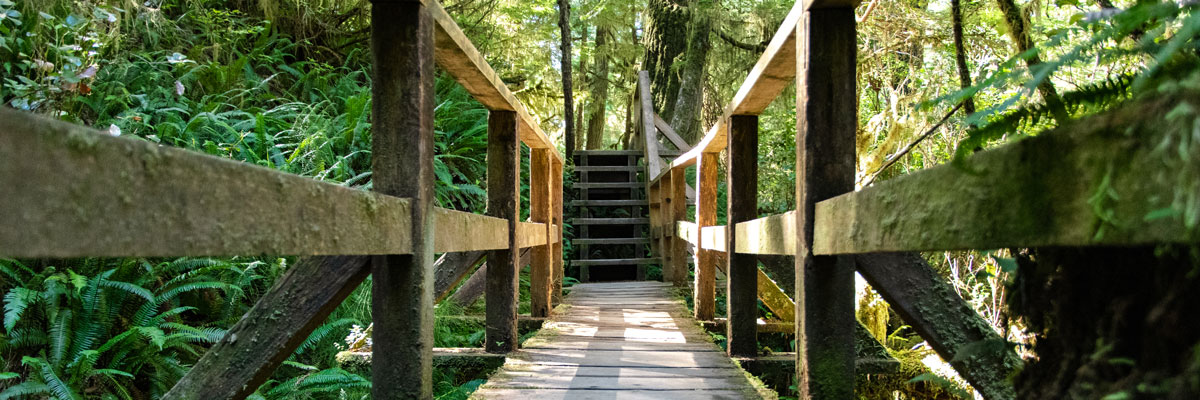 Promenade en bois dans la forêt
