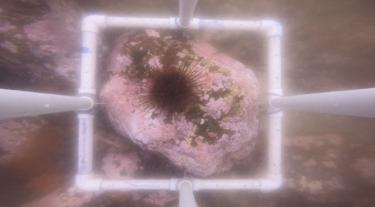 underwater photo of a measuring plot for kelp