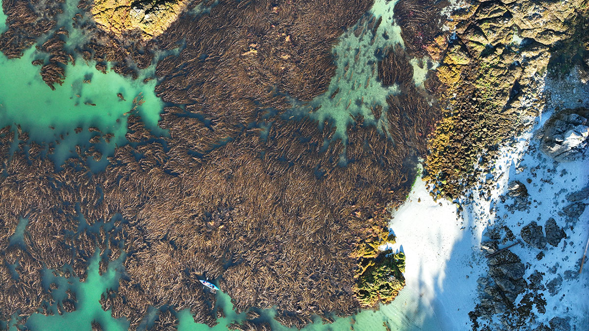 Aerial view of kelp forest in the ocean