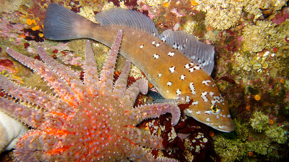 an underwater photo of a fish and sunflower star