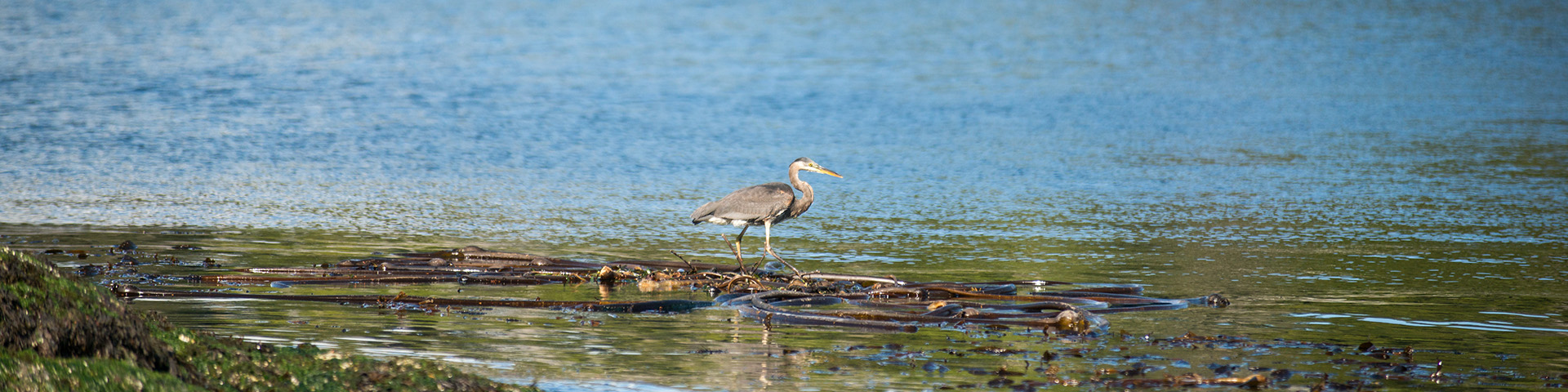 A heron searches for food near the water’s edge.